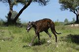 GREYHOUND 114